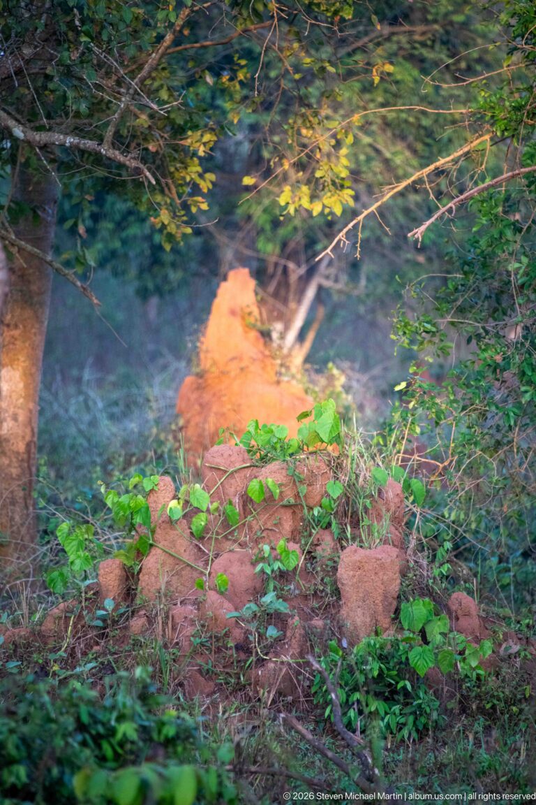 Low reddish termite mound among green groundcover and leaf litter beneath woodland branches.