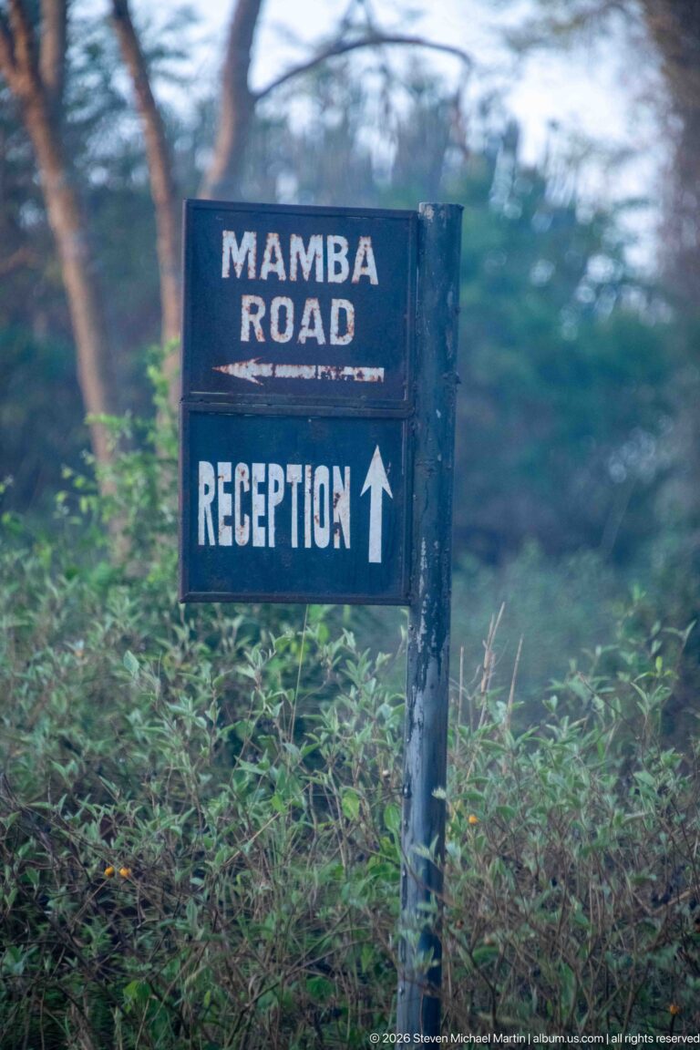 Weathered wooden sign reading “MAMBA ROAD” and “RECEPTION” with an upward arrow, surrounded by dense green vegetation.