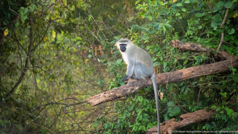 Vervet monkey sitting on a fallen branch in dense green foliage with its long tail hanging below.