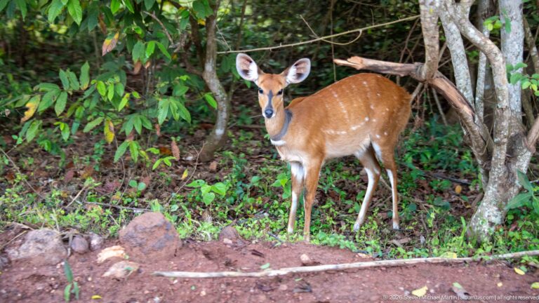 Female bushbuck standing among trees with large ears, chestnut coat, and scattered white spots.