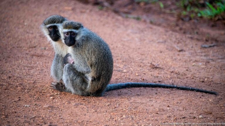 Adult vervet monkey seated on reddish ground with a small infant clinging to its belly.