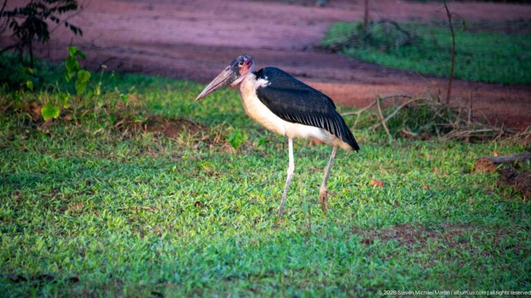 Marabou stork standing upright on bright green grass beside a strip of bare earth.