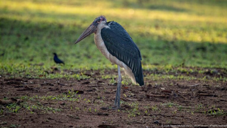 Marabou stork standing on long legs in a three-quarter view, with a small dark bird far behind.
