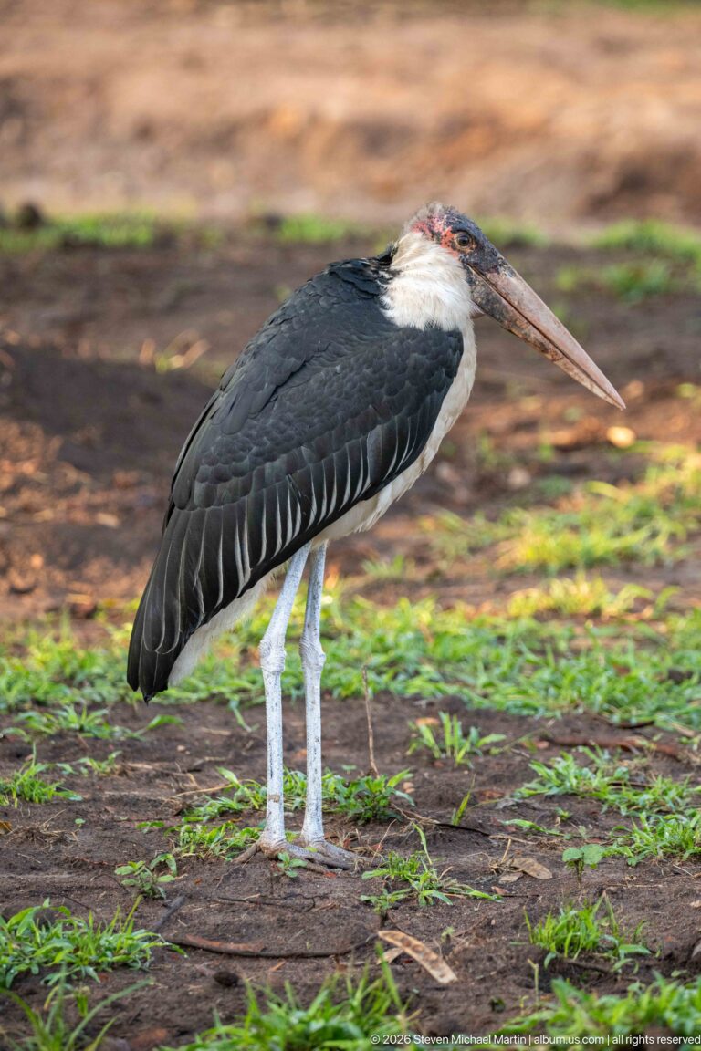 Adult marabou stork standing in profile on bare ground with huge bill, bare head, dark wings, and long pale legs.