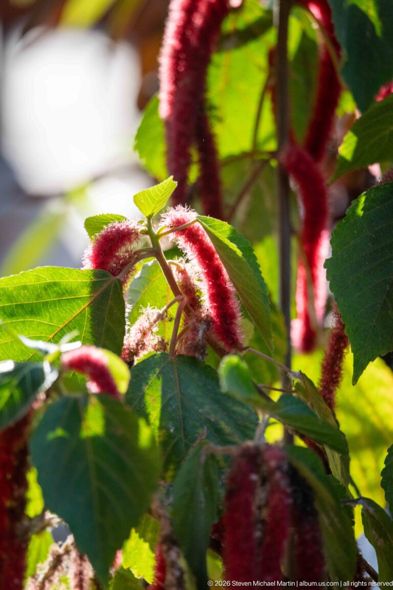 Red fuzzy flower spikes hang among broad green leaves in bright sunlight.