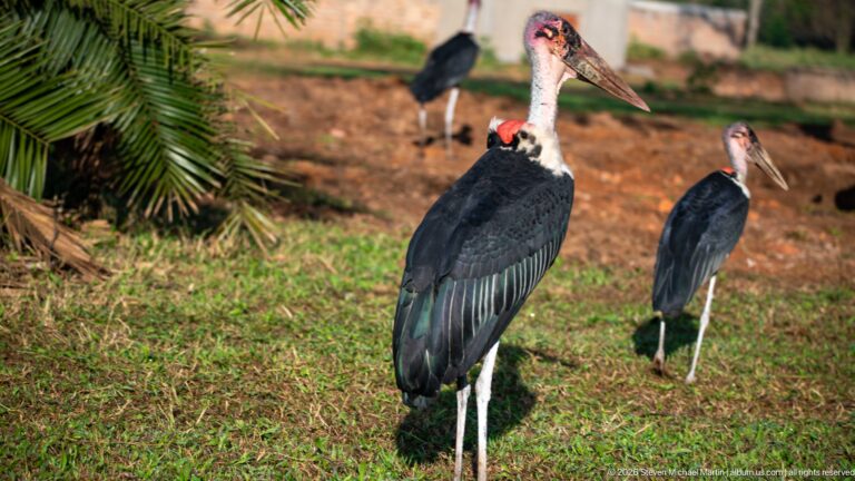 Large marabou stork standing on grass with several other marabou storks behind it.