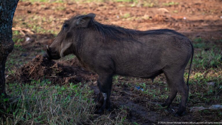 Adult warthog standing in side profile on shaded ground, showing tusks, facial warts, bristly mane, and slender legs.