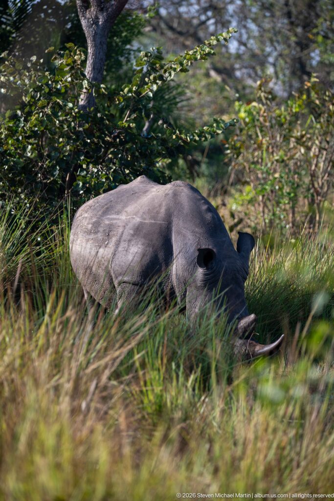 Southern white rhinoceros resting low in tall grass, with long front horn, broad muzzle, and rounded gray body visible.