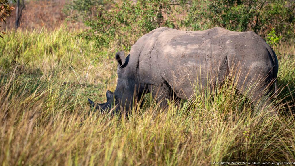 White rhinoceros grazing broadside while partly concealed by dense golden grass and backed by green shrubs.