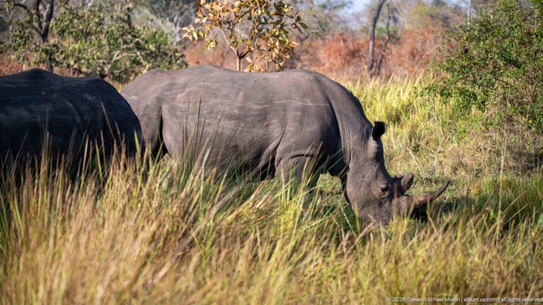 White rhinoceros grazing in side profile in tall grass, with part of a second rhinoceros cropped at left.