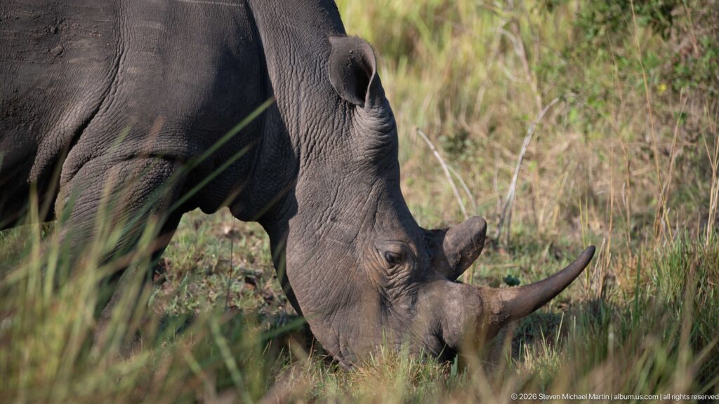 Close white rhinoceros grazing with two horns and broad muzzle visible through foreground grass.