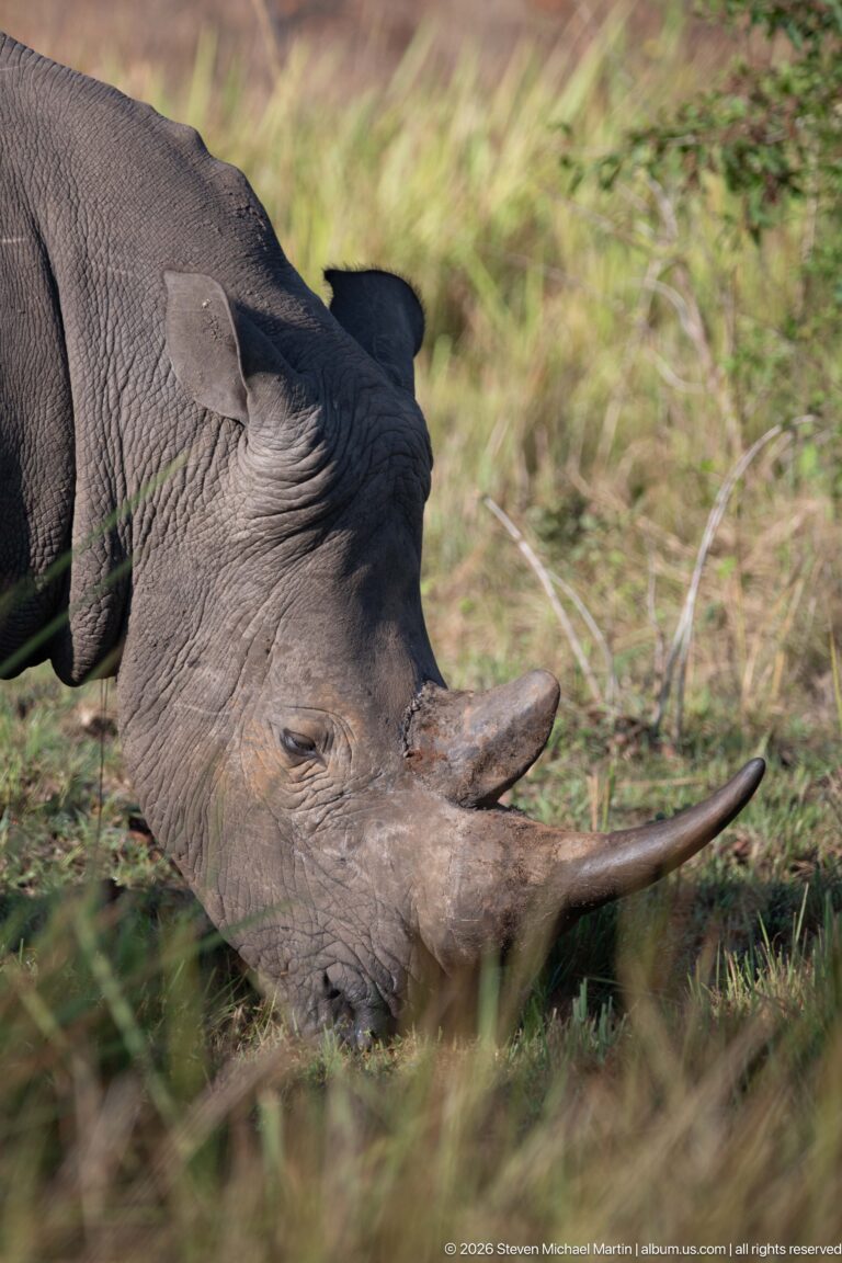 Low close-up of a grazing white rhinoceros head with long front horn extending across blurred grass.
