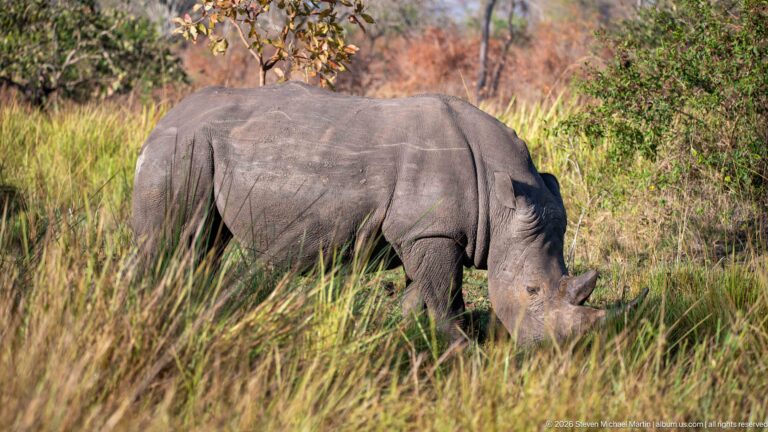 White rhinoceros grazing broadside in tall grass, surrounded by sunlit shrubs and mixed savanna vegetation.