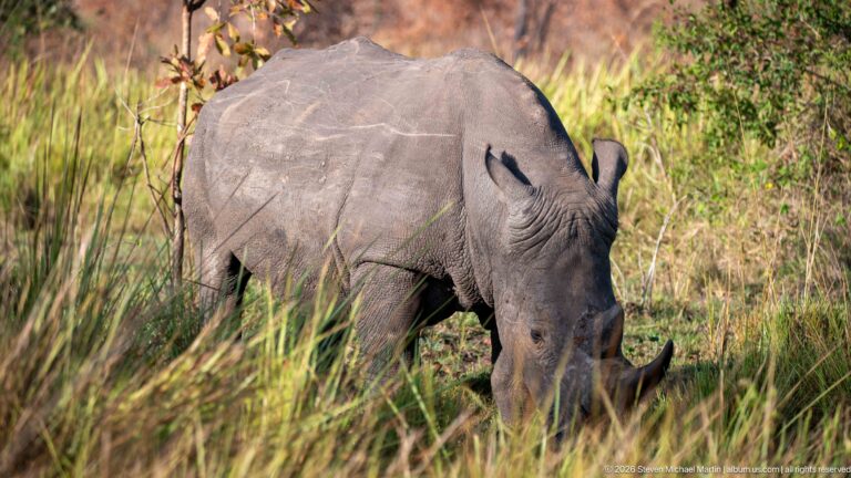 White rhinoceros angled toward the camera while grazing, with front horn and heavy shoulder prominent among tall grass.