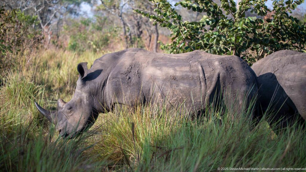 White rhinoceros grazing in tall grass with part of a second rhinoceros visible directly behind it.
