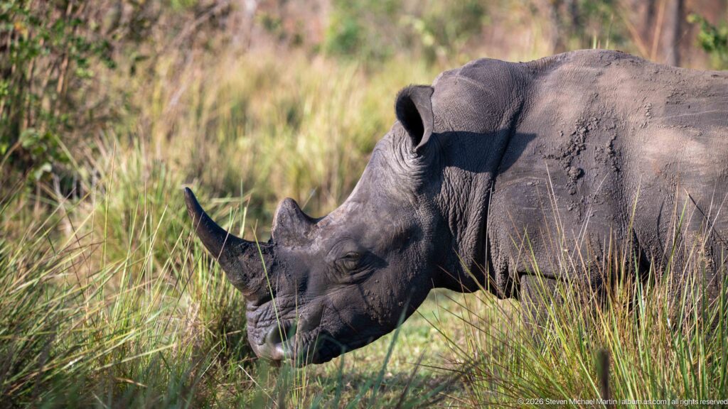 Close side view of a mud-marked white rhinoceros grazing in tall grass, showing two horns and a broad square muzzle.