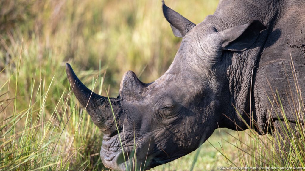 Close profile of a white rhinoceros grazing, showing its two horns, broad square muzzle, eye, ear, and wrinkled skin.