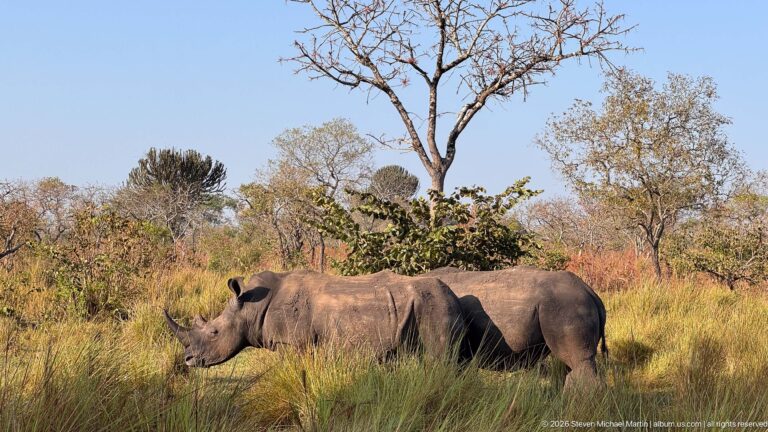 Two white rhinoceroses walking through tall grass beneath scattered trees in open savanna woodland.