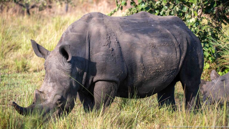 Adult white rhinoceros grazing broadside in grass beside shrubs, with a second rhinoceros partly visible at right.