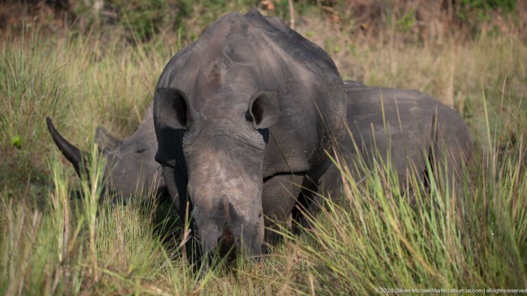 White rhinoceros facing the camera through tall grass, with ears and front horn visible above the stems.