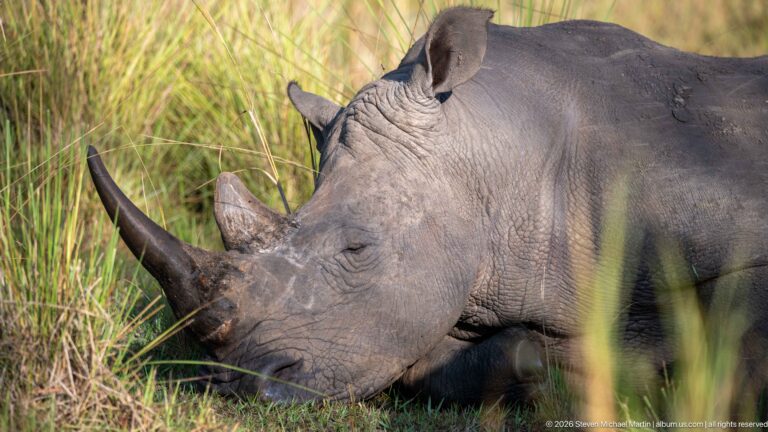 Close side view of a resting white rhinoceros head with long front horn, broad muzzle, eye, ear, and wrinkled skin.