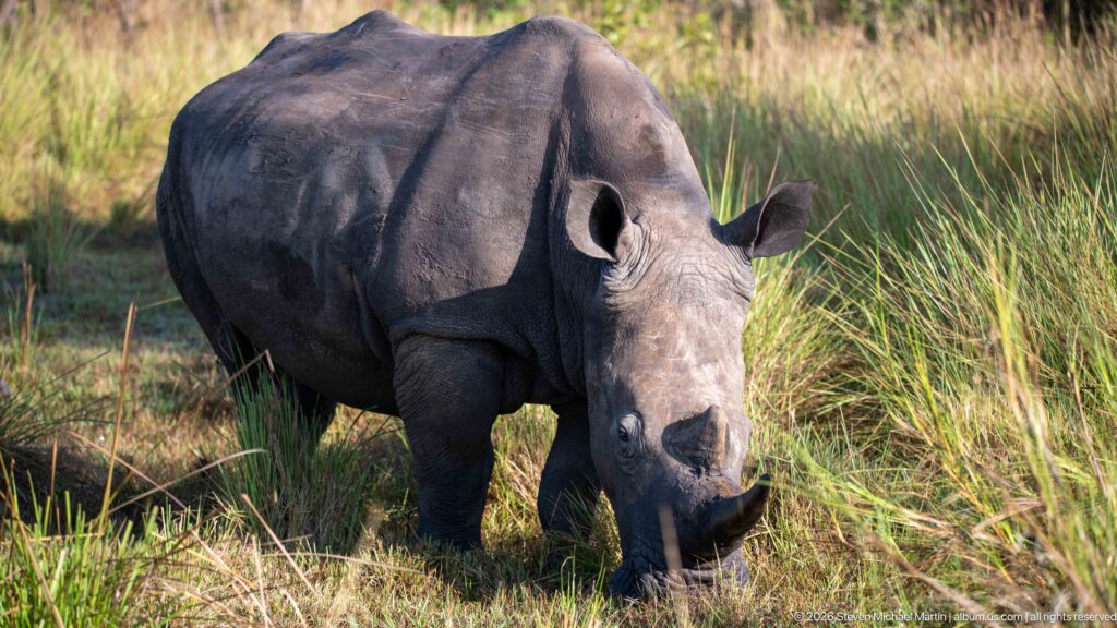 Southern white rhinoceros facing nearly forward while grazing, with broad muzzle, two horns, outward ears, and heavy shoulders visible.