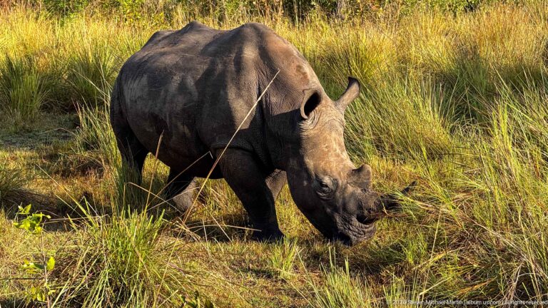White rhinoceros walking forward through dense golden grass with head lowered to graze.