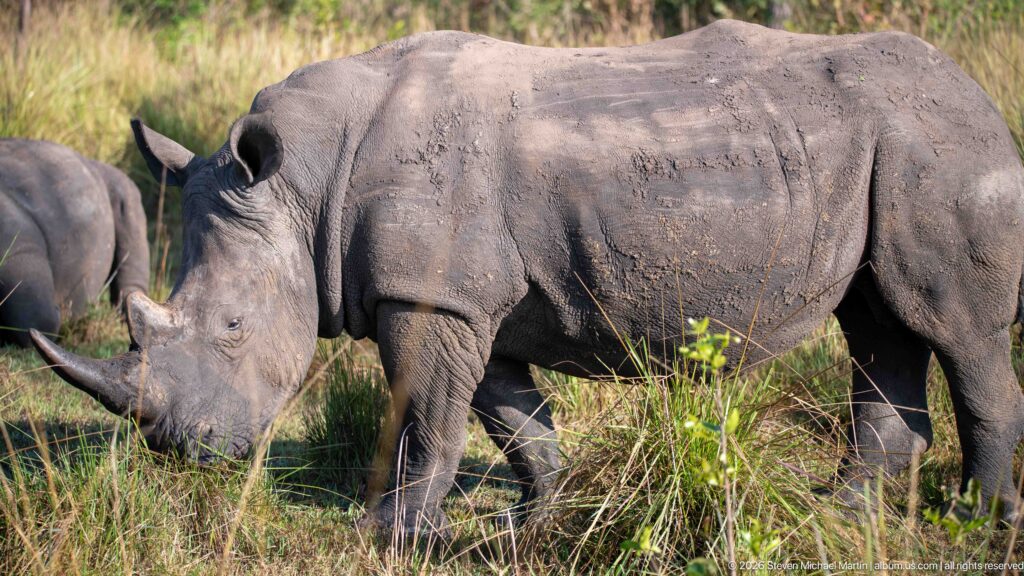 White rhinoceros in side profile grazing through tall grass, with mud-marked hide and two horns visible.