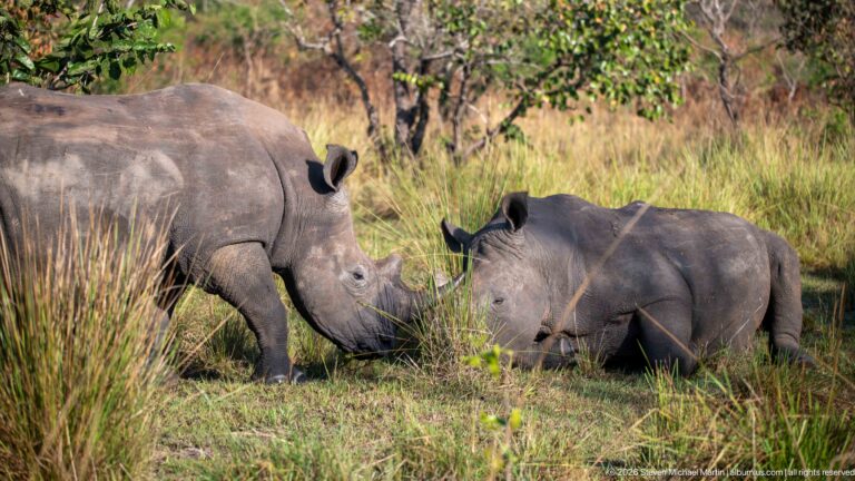 Ziwa Rhinoceros
