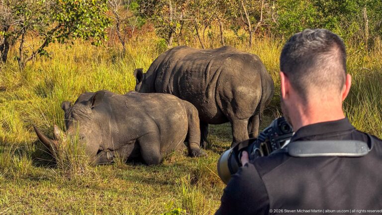 Photographer seen from behind aiming a camera toward two resting white rhinoceroses in tall grass.