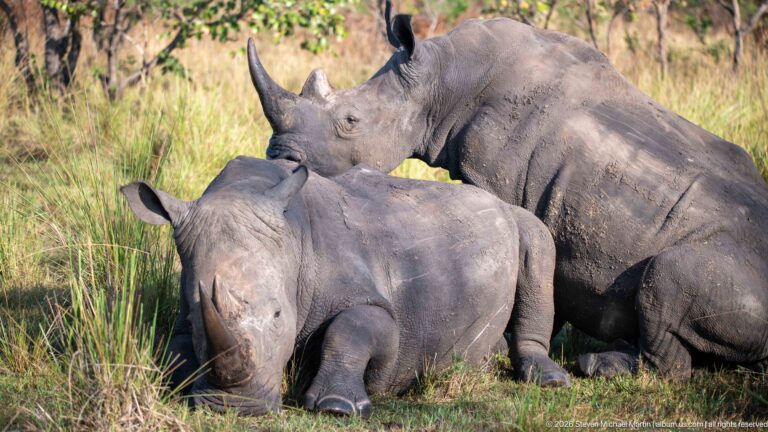 Two white rhinoceroses resting close together, with one leaning its head over the other's back in tall grass.