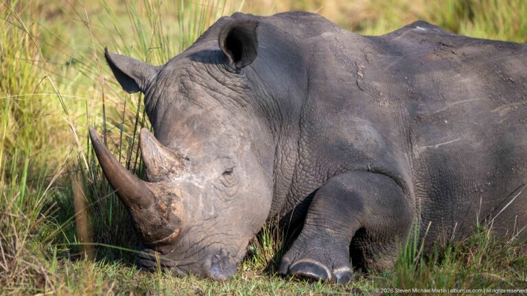 Close view of a resting white rhinoceros with long front horn, broad muzzle, folded skin, and head in grass.