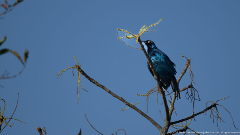 Dark iridescent blue starling perched on a thin bare branch against a cloudless blue sky.