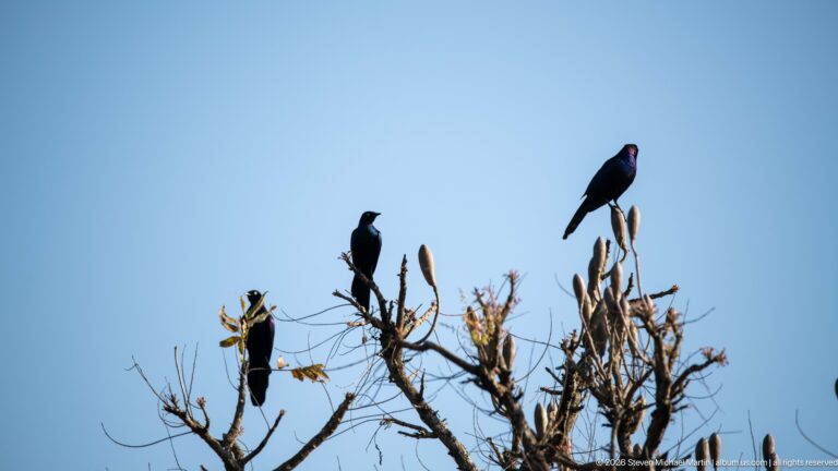 Two dark birds perched on the top branches of a leafless tree against a clear blue sky.