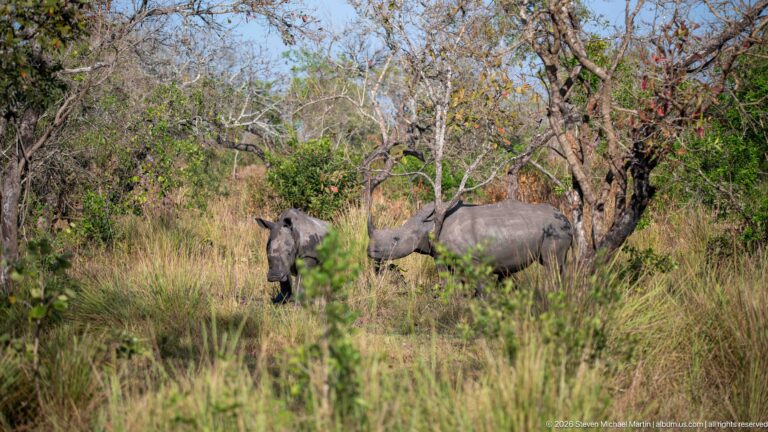 Two white rhinoceroses partly obscured by tall grass and shrubs in open woodland.