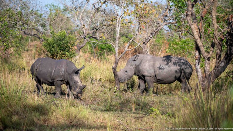 Two southern white rhinoceroses standing together in tall grass among scattered woodland trees, one facing left and one angled forward.