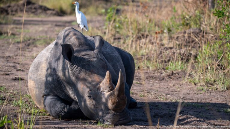 Resting white rhinoceros facing forward with a white egret perched on its back in open woodland.