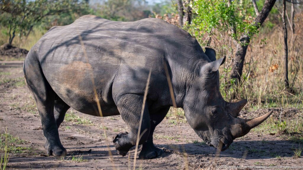 Adult white rhinoceros in side profile walking along a dirt track with its head lowered near the ground.