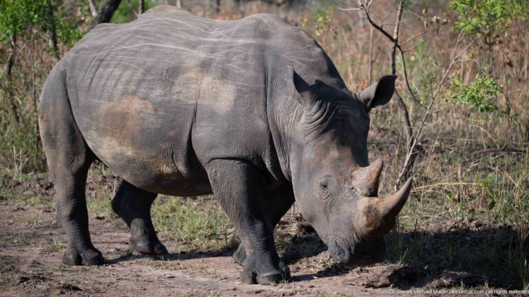 White rhinoceros walking through dry woodland with one forefoot raised and head lowered.