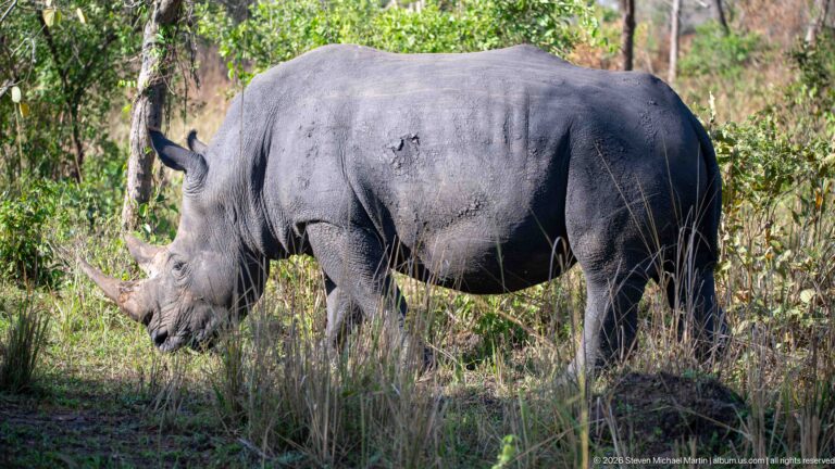 White rhinoceros standing broadside in woodland shade with its head lowered toward grass.