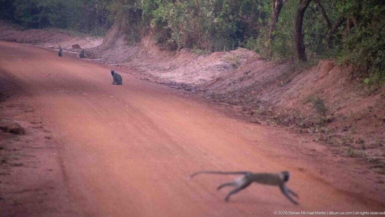 Vervet monkey running across a reddish dirt road while other monkeys sit farther up the track.