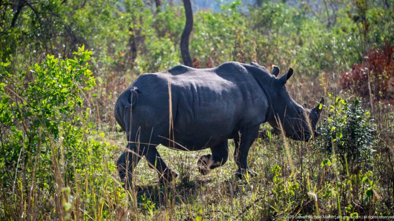 White rhinoceros moving broadside through tall grass and leafy woodland vegetation.