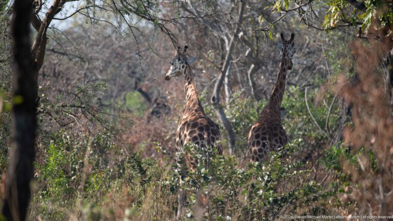 Two giraffes seen from behind among dense woodland shrubs and trees.