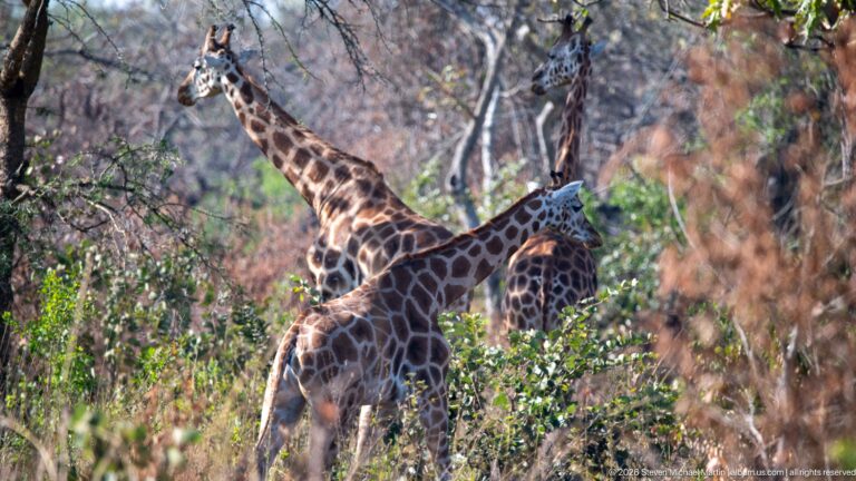 Two giraffes standing close together amid dense woodland shrubs, their long necks overlapping.