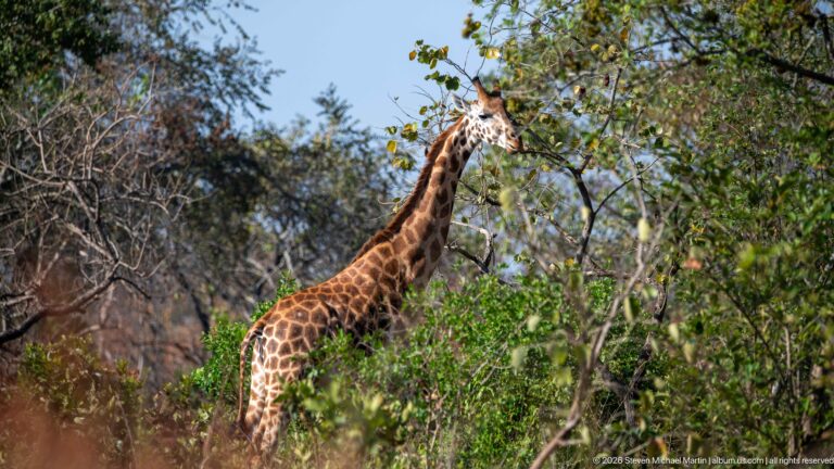 Giraffe browsing high leaves from a tree, with its patterned neck and upper body rising above dense shrubs.