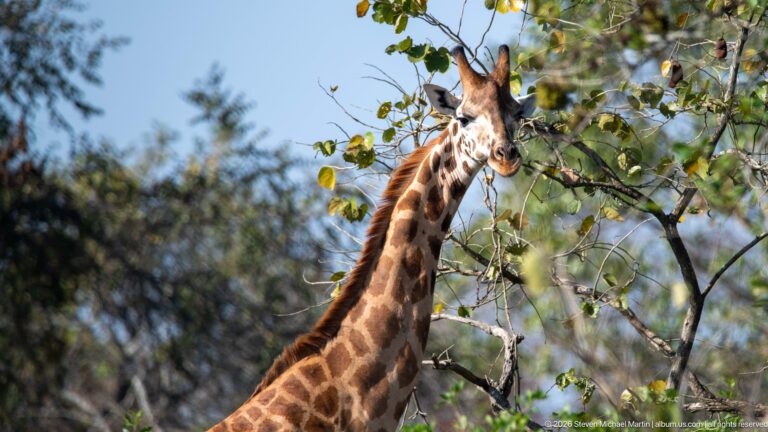 Giraffe facing the camera among leafy woodland branches, showing its long neck and ossicones.