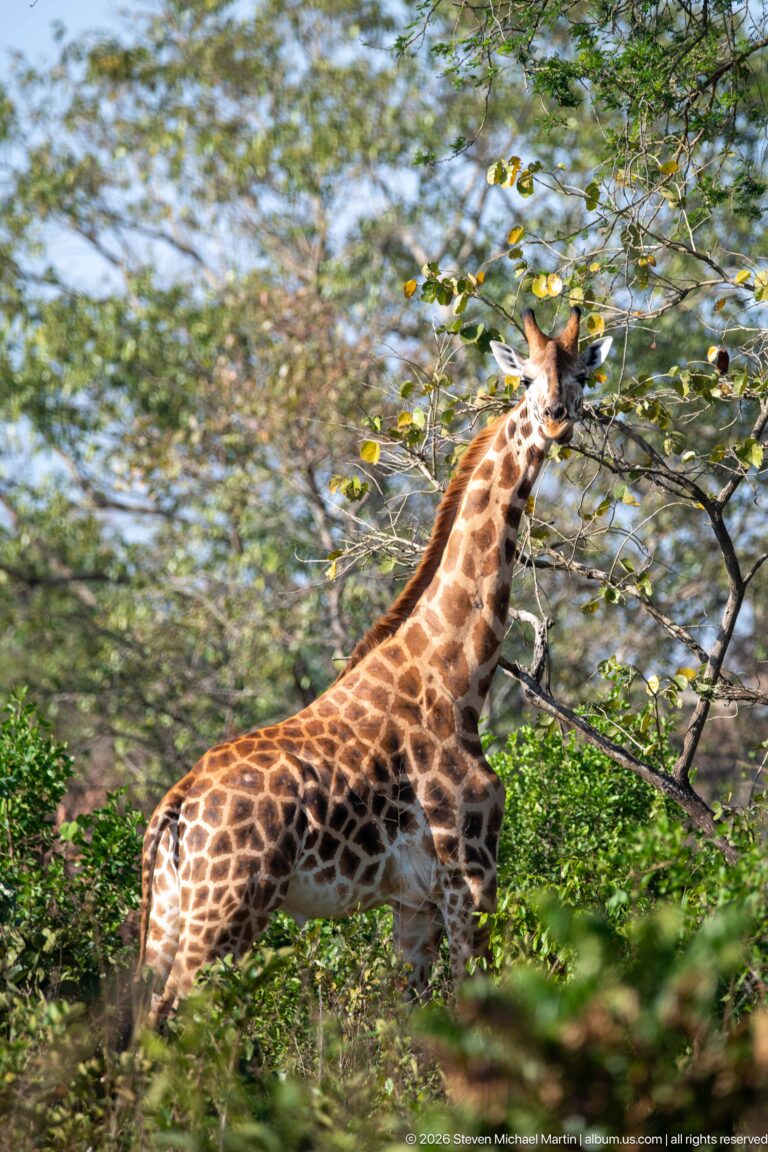 Giraffe stretching its long neck into leafy branches while browsing in woodland.