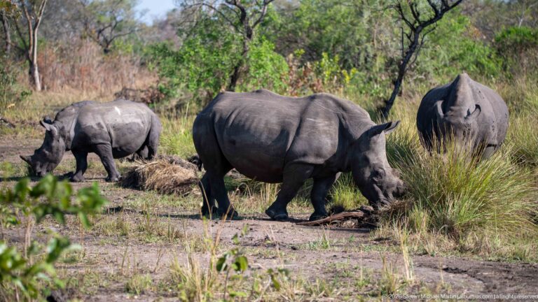 Three white rhinoceroses grazing at different distances in an open woodland clearing.