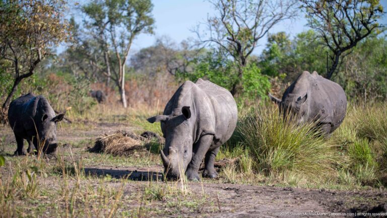 Three white rhinoceroses in a woodland clearing, one approaching the camera between the others.
