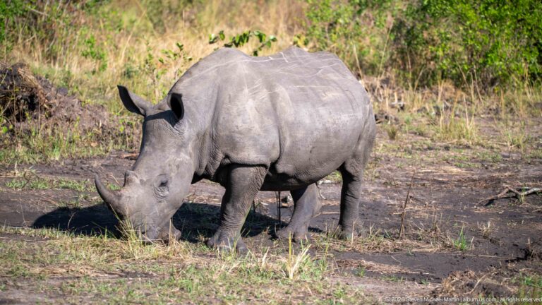 White rhinoceros grazing alone on short grass and dark bare soil near woodland.